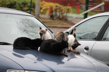 cats on car