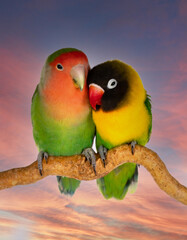 Naklejka na ściany i meble Couple of lovebirds