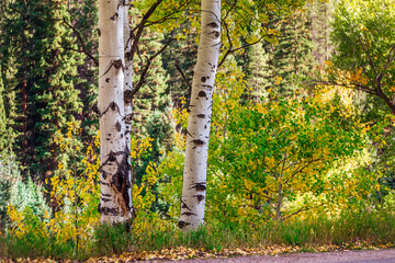 Maroon Bells Snowmass Wilderness USA
