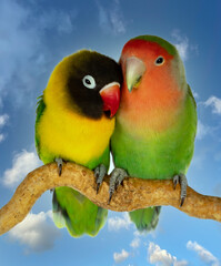 Obraz na płótnie Canvas Couple of lovebirds