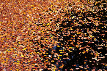 Blätter Laub Herbst Buchenblatt Laubfärbung Teich Tümpel See Spiegelung Wasser Oberfläche schwimmen orange Reflektion Wald Natur Jahreszeit gelb Deutschland Sauerland Hintergrund Farben Bäume
