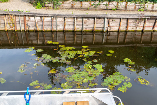 Leaves of a floating plant called common frogbit on the surface of the canal, visible side of the boat.