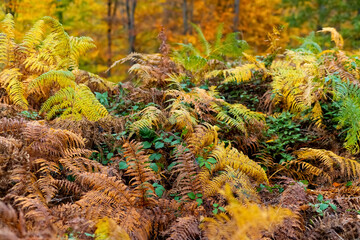 Farn Wedel Herbst Wald Unterholz Sauerland Deutschland Natur Hintergrund Symbol Sonne Licht Tod...