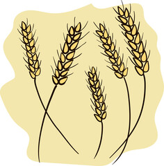 Several wheat ears. Hand drawn vector illustration.
