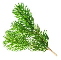 Fir tree branch isolated on white background. Christmas tree Branch close up. Flat lay. Top view.