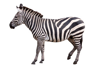 Fototapeta na wymiar Zebra isolated on white background.