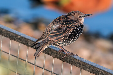Molting Common Starling (Sturnus vulgaris) in park, Central Russia
