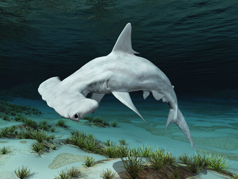 Hammerhai in einer Unterwasserlandschaft
