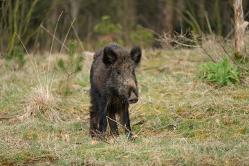 Naklejka na ściany i meble Wild boar, a cute piglet walking on grass, trees in backgound
