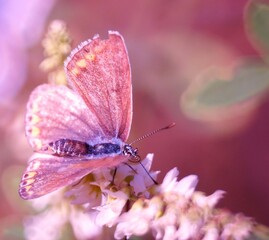 butterfly on pink flower