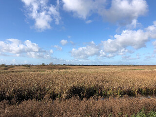 Obraz premium Nature reserve around Nijetrijne