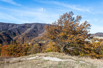 Fototapeta premium Fall Foliage into Foreste Casentinesi, Italy