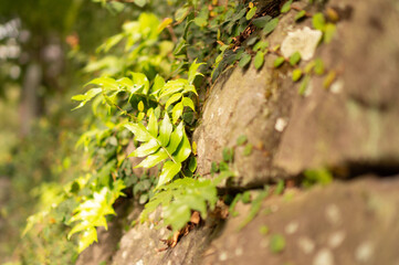 石垣に生える草木や苔