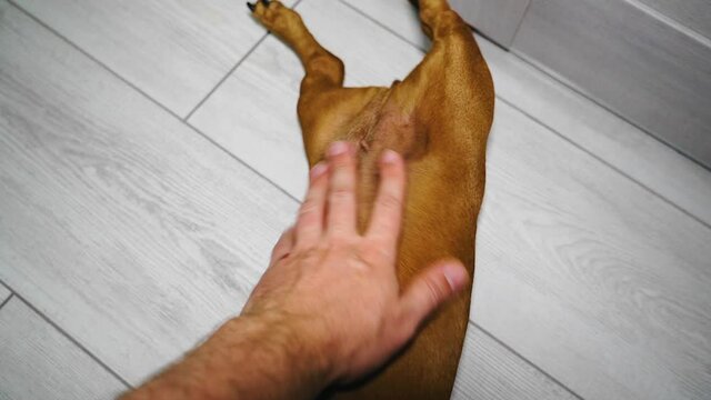 The owner scratches the belly of his dog Dachshund. Close-up of the hand