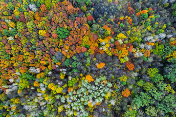 Autumn forest with colorful trees. Aerial view