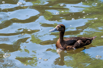 Tufted Duck (Aythya fuligula) female on lake