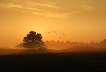 Magiczne drzewko © Cris Froese Pics