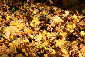 Fall gold yellow leaves background
