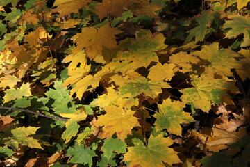 Fall gold yellow leaves background