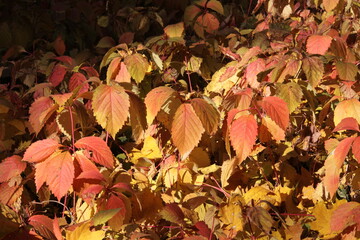 Fall gold yellow leaves background