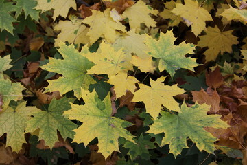 Fall gold yellow leaves background