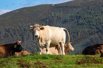 Vaca pastando y descansando en una pradera de Galicia