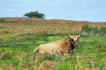 Vaca pastando y descansando en una pradera de Galicia
