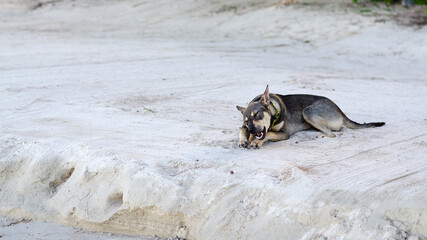 Funny dog on the sandy beach.