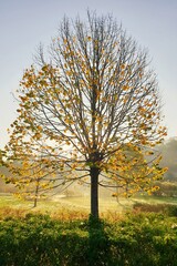 Fototapeta premium autumn tree in the park