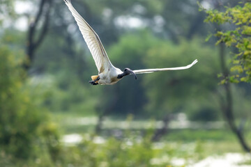 Black headed or necked ibis bird portrait in flight full wingspan in natural green background at keoladeo ghana national park or bharatpur bird sanctuary rajasthan india - Threskiornis melanocephalus