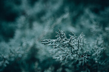 Fir branch covered with hoarfrost in winter morning 