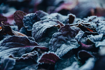 Dark purple leaves covered with hoarfrost in frosty december morning