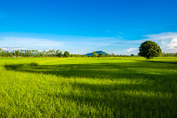 Green Rice Field in Sunlight and Lone Mango Tree