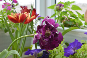 Beautiful garden on the balcony with tulip flowers in spring