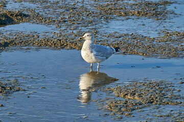 Möwe im Watt bei Ebbe. Ostfriesland