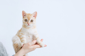 Small beige Scottish kitten sitting in hands of a Caucasian woman.