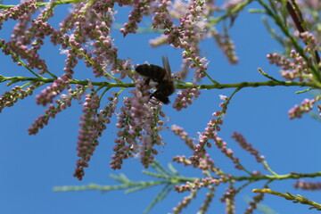 A large green beetle sits on an inflorescence of small pink flowers in a summer garden
