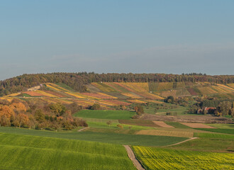 Obraz premium Weinberge im Herbst