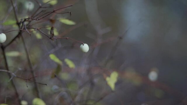 Snow Berries in the forest in the Autumn (slow motion)