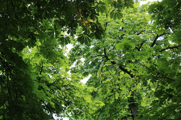 green leaves in the forest