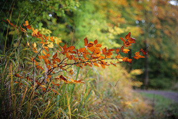 Farbiges Rotbuchenlaub (Fagus sylvatica) im Herbst / Buchenblatt / Herbstwald (in BaWü, Deutschland) || European beech / common beech foliage