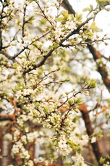 spring