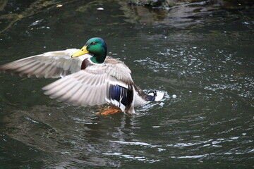 duck on water