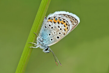  Silver Spotted Browneye butterfly / Plebejus argus

