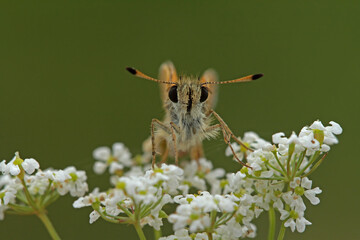 Black Antenna Bouncer / Thymelicus lineolus
