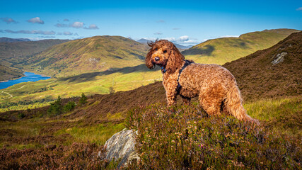 Hill walking Cockapoo in Glen Finglas in the Trossachs National Park, Scotland