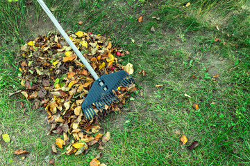 Cleaning autumn leaves in the garden with a plastic rake. Concept of preparation for winter and composting.