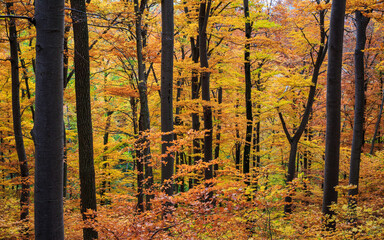 Herbstlicher Rotbuchenwald am Albtrauf (Schwäbische Alb) | Rotbuche (Fagus sylvatica) / European beech common beech 