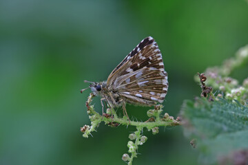 Fototapeta na wymiar Aegean Bouncy butterfly / Pyrgus melotis