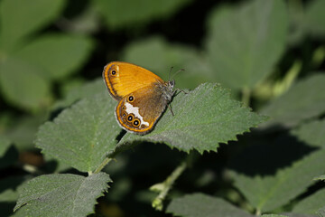 Heather Bouncy Fairy butterfly / Coenonympha arcania